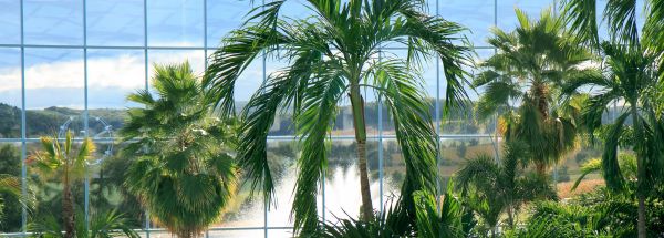 Ausblick auf die Palmenlandschaft des Palmenparadies