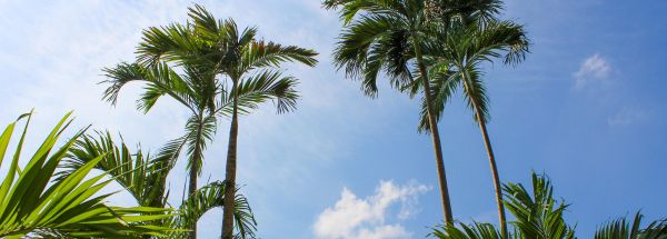 Blauer Himmel und Palmen