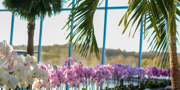 Orchideen am Rand der großen Lagune des Palmenparadies der THERMEN & BADEWELT SINSHEIM.