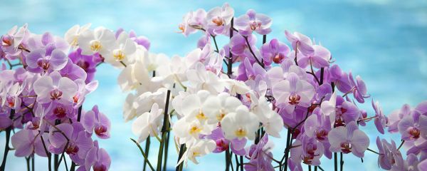 Pinke und weisse Orchideen