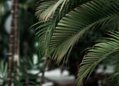 Palmen vor verschwommenem Hintergrund