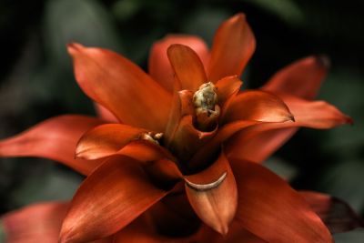Eine rote Blume vor einem grünen Hintergrund.