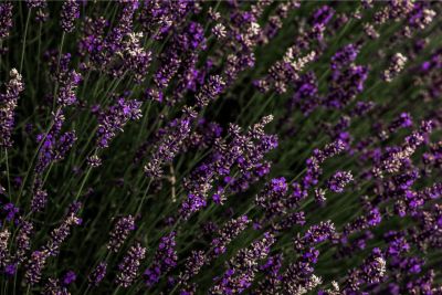 Violetter Lavendel artiger Blumenstrauch
