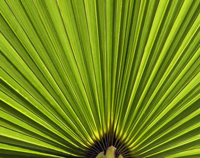 Palmenblatt grün