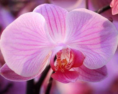 1000 echte Orchideen Orchideen pink
